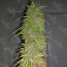 ароматные сорта конопли Auto White Goblin feminised