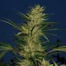 заказ семян конопли Москва Kalashnikova feminised Green House Seeds