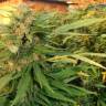семена конопли Россия Kalashnikova feminised Green House Seeds