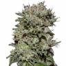 семена индийской конопли Kalashnikova feminised Green House Seeds