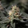 Auto Silver feminised Breeders Community Seeds Auto Silver feminised Breeders Community Seeds