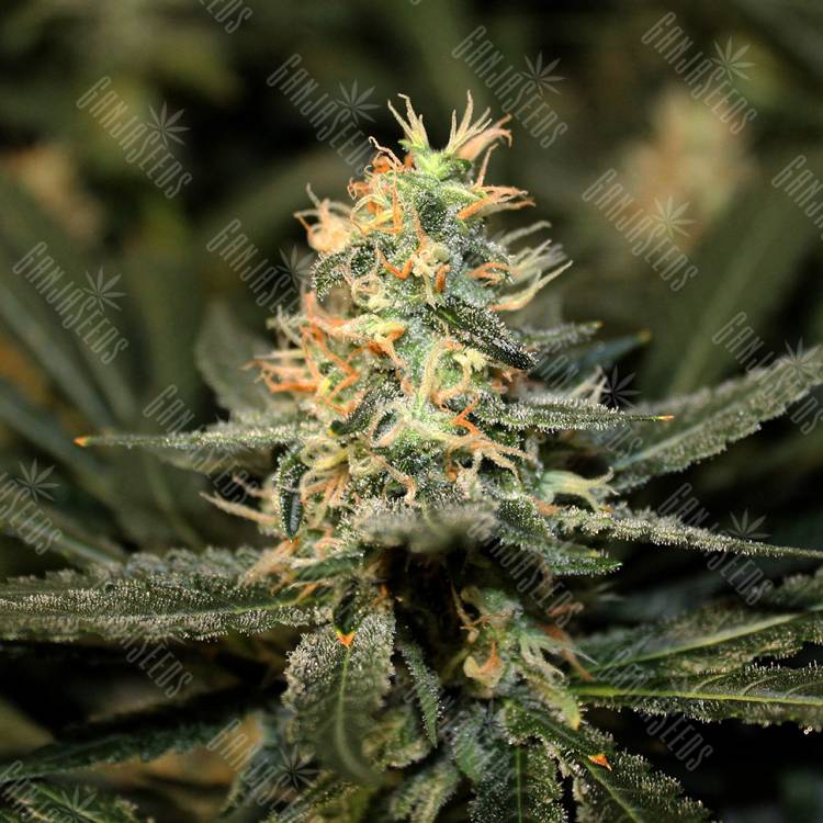 Auto Silver feminised Breeders Community Seeds Auto Silver feminised Breeders Community Seeds