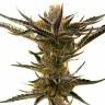 конопля семена сорта заказать Shiskaberry feminised Barneys Farm