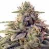 хорошие семена конопли Shiskaberry feminised Barneys Farm
