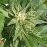 семена индийской конопли Shiskaberry feminised Barneys Farm