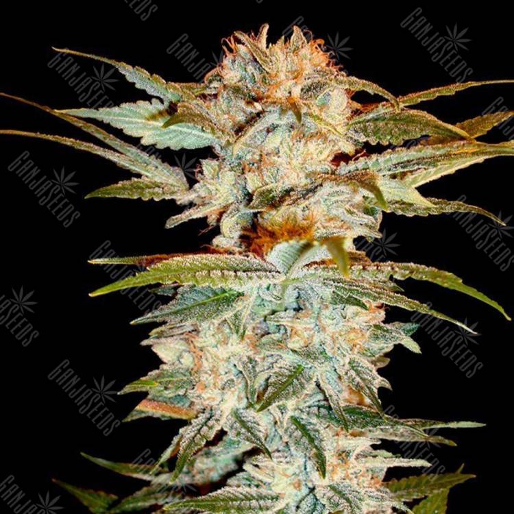 семена конопли в фирменной упаковке Stacked Kush feminised DNA Genetics семена конопли в фирменной упаковке Stacked Kush feminised DNA Genetics