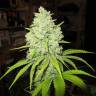 семена конопли с доставкой Prozack feminised Medical Seeds