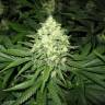 семена индийской конопли Prozack feminised Medical Seeds