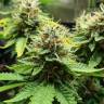 семена конопли элитных сортов Acid feminised Paradise Seeds