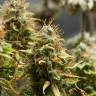 семена конопли в интернете Acid feminised Paradise Seeds