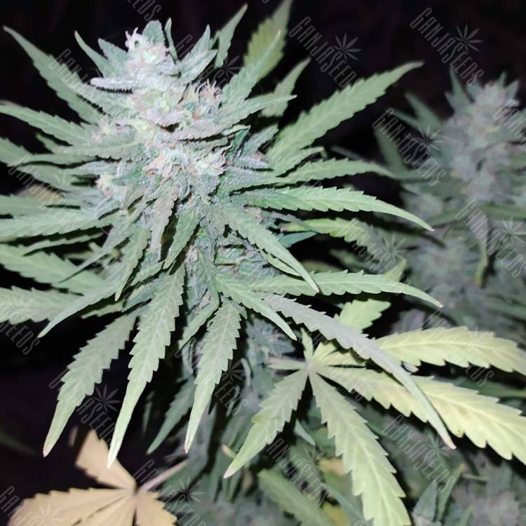 семена конопли в России Anesthesia feminised Pyramid Seeds