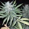 семена конопли в России Anesthesia feminised Pyramid Seeds