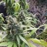 семена конопли Москва Anesthesia feminised Pyramid Seeds