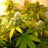 семена конопли f1 в оригинальной упаковке White Russian feminised GanjaLiveSeeds