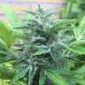 семена конопли Москва Super Critical feminised Green House Seeds