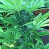 семена культурной конопли купить Super Critical feminised Green House Seeds