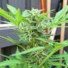семена конопли для посадки купитьSuper Critical feminised Green House Seeds