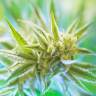 семена конопли курьером Super Critical feminised Green House Seeds