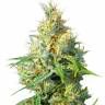 семена конопли Спб Super Critical feminised Green House Seeds