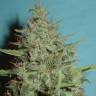 семена конопли в России Super Critical feminised Green House Seeds
