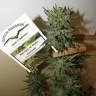 Auto Think Big feminised Dutch Passion Seeds Auto Think Big feminised Dutch Passion Seeds