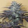 семена конопли для посадки купить Bubba Kush 2.0 feminised Humboldt Seeds