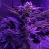 семена конопли в России Bubba Kush 2.0 feminised Humboldt Seeds