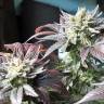 конопля семена сорта заказать Fruit Spirit feminised Royal Queen конопля семена сорта заказать Fruit Spirit feminised Royal Queen