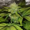 семена культурной конопли купить Black Jack F1 Fast Version feminised Sweet Seeds
