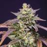 Семена заказать Auto Purple Punch OG XL feminised Ganja Seeds
