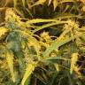 семена конопли Auto Lowryder2 regular