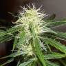 купить семена конопли Auto Lowryder2 regular