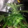 заказать качественные семена конопли Auto Lowryder2 regular