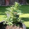 заказать на сайте семена конопли Auto Lowryder2 regular