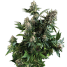 семена конопли в интернете White Widow regular
