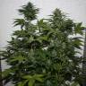 урожайные семена конопли White Widow regular
