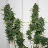 семена конопли в оригинальных упаковках White Widow regular