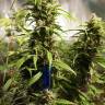 Auto Think Different feminised Dutch Passion Seeds