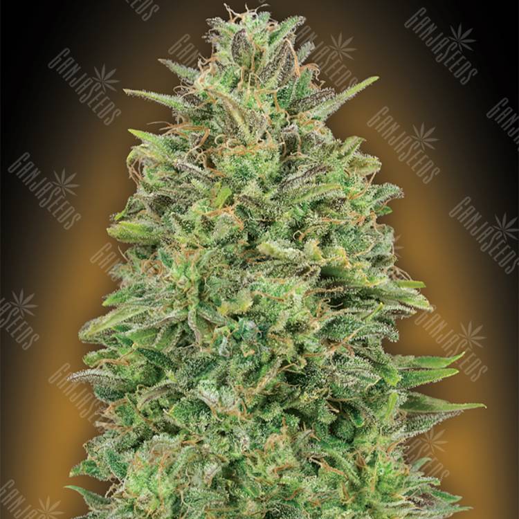 семена конопли Россия 00 Skunk feminised 00 Seeds семена конопли Россия 00 Skunk feminised 00 Seeds