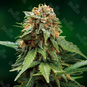 Tangerine Dream feminised Barneys Farm