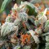 семена конопли индика Tangerine Dream feminised Barneys Farm