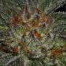 семена конопли в интернете Bubba's Gift feminised Humboldt Seeds