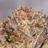 семена конопли гидропоники Bubba's Gift feminised Humboldt Seeds