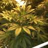 семена конопли в фирменной упаковке Atomical Haze feminised Paradise Seeds семена конопли в фирменной упаковке Atomical Haze feminised Paradise Seeds