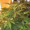 семена конопли интернет магазин Atomical Haze feminised Paradise Seeds семена конопли интернет магазин Atomical Haze feminised Paradise Seeds