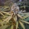 семена конопли курьером Amnesia Gold feminised Pyramid Seeds