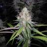 семена конопли сорта сатива Amnesia Gold feminised Pyramid Seeds