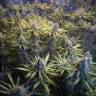 семена конопли марихуаны Amnesia Gold feminised Pyramid Seeds