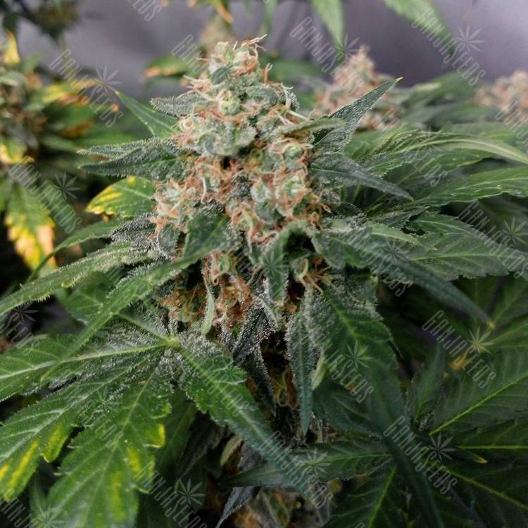 семена конопли для выращивания Black Jack feminised Sweet Seeds