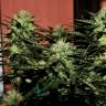 Семена каннабиса Auto Daiquiri Lime feminised Ganja Seeds